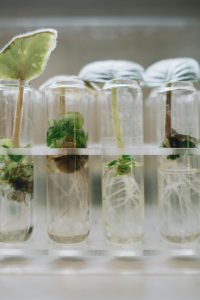 Detailed image of plant growth in test tubes, showcasing biotech applications.